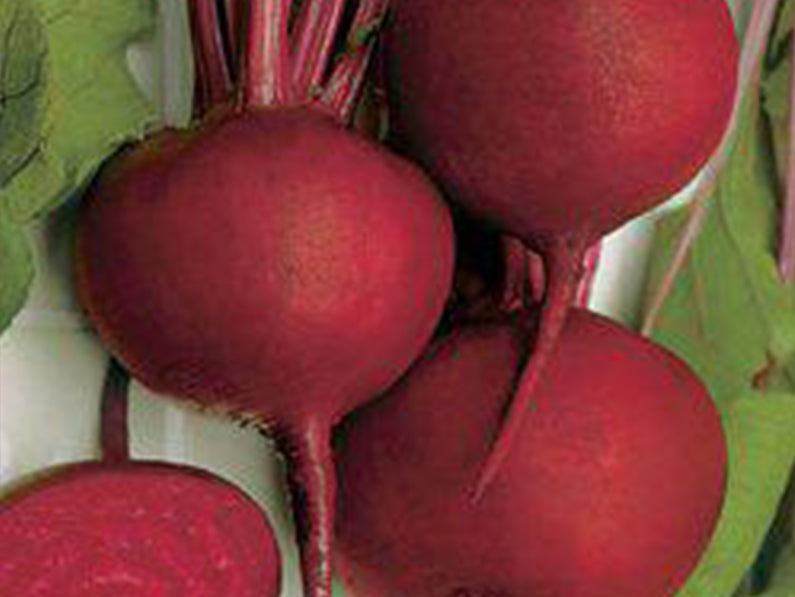 Detroit Dark Red Round Red Beet Seeds (Prices From)