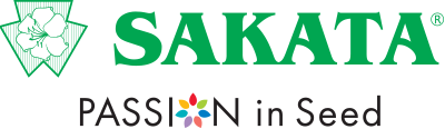 Gouti Garden Bean Seeds (Prices From)